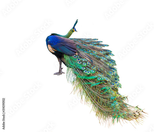 Male peacock on white background