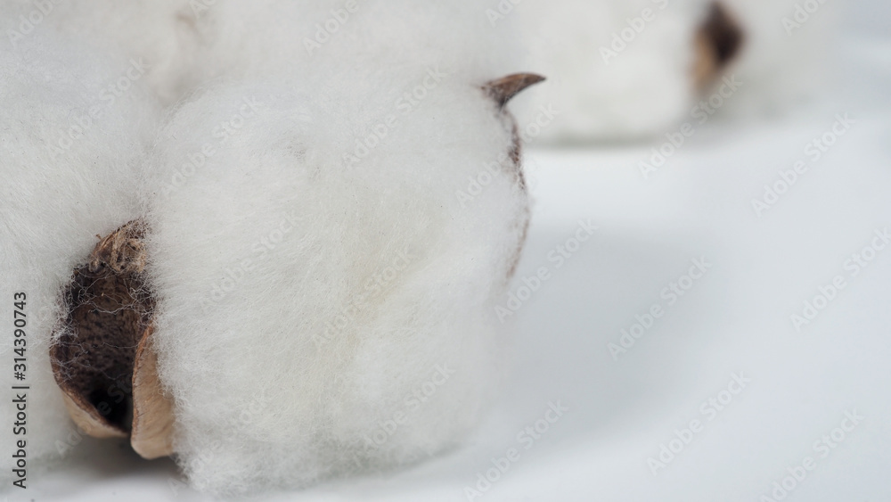 Close-up macro images of cotton flowers in studio shot which represent softness fluffy texture and gentle to skin and material for making dress such as T-shirt or denim jeans or for beauty industry. Close-up macro images of cotton flowers in studio shot which represent softness fluffy texture and gentle to skin and material for making dress such as T-shirt or denim jeans or for beauty industry.