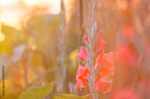 beautiful gladiolus in the garden photo
