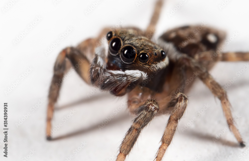 Macro Photo of Brown Jumping Spider on White Floor Macro Photo of Brown Jumping Spider on White Floor