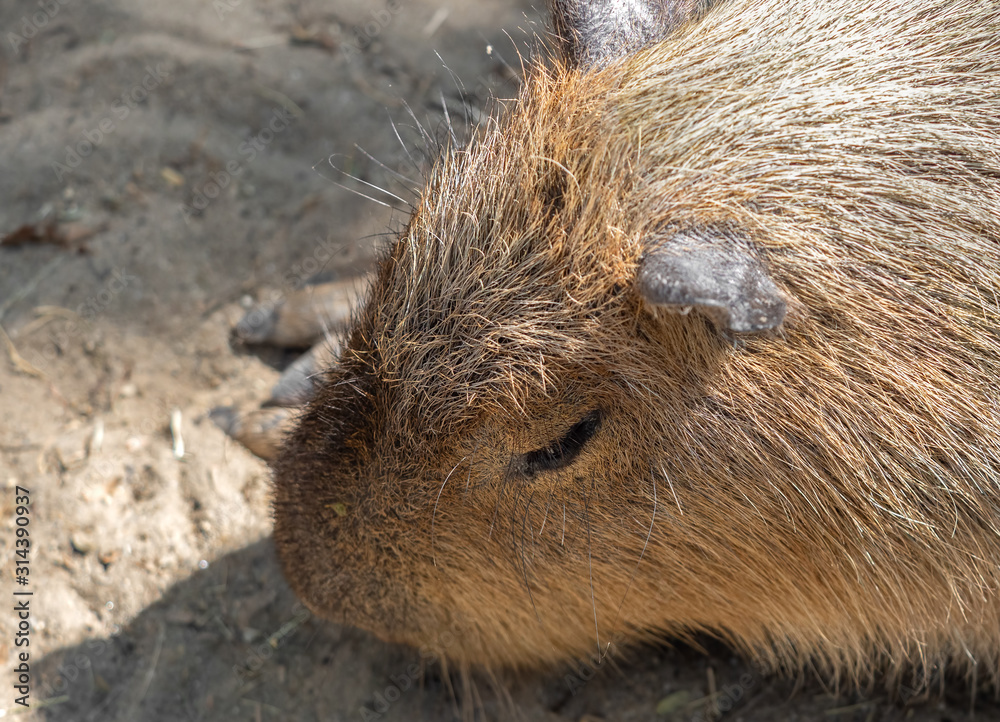 Close up Head of Capybara is Sunbathing on The Ground Close up Head of Capybara is Sunbathing on The Ground