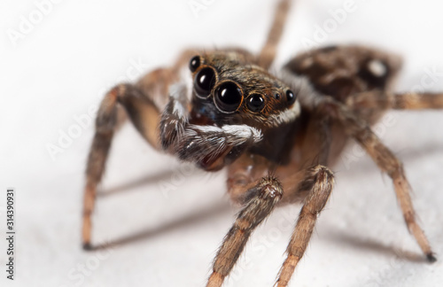 Macro Photo of Brown Jumping Spider on White Floor