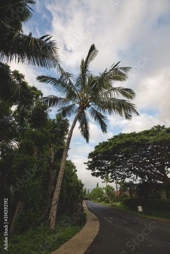 Beautiful Palm tree in Summer Weather in Hawaii