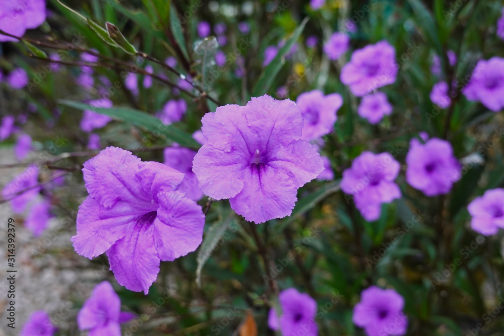 purple flower in the nature for background