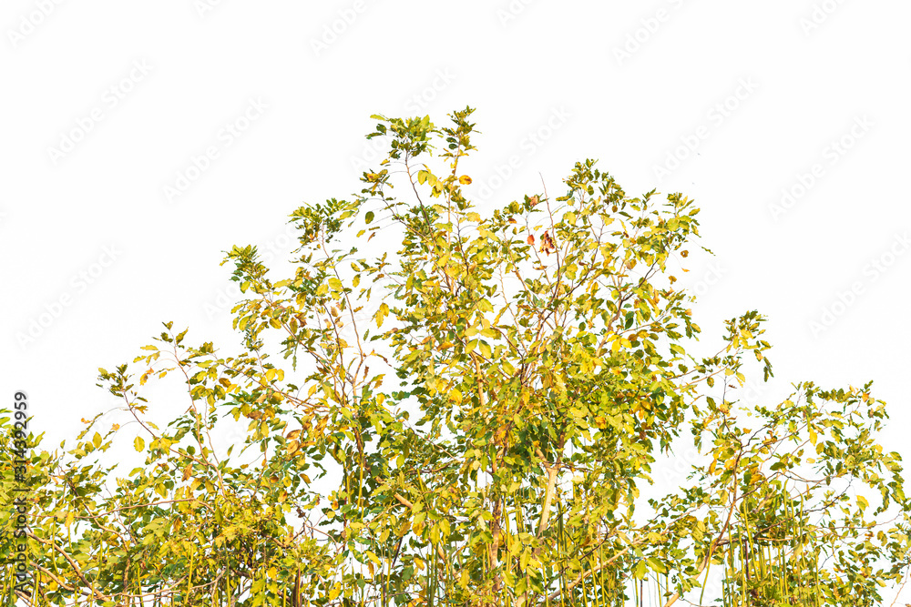 Green leaves on white Green leaves on white