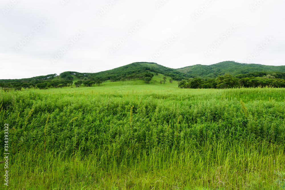 Fototapeta premium Steppe landscape. Grass, hills, trees.
