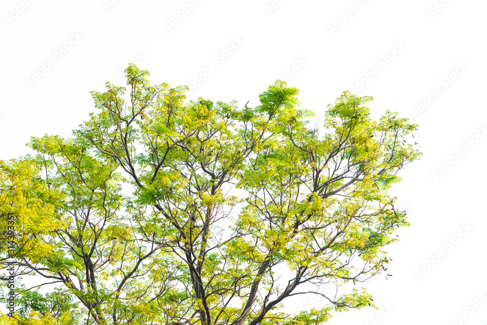Fototapeta premium Green leaves on white