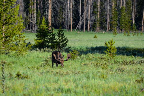 grazing moose