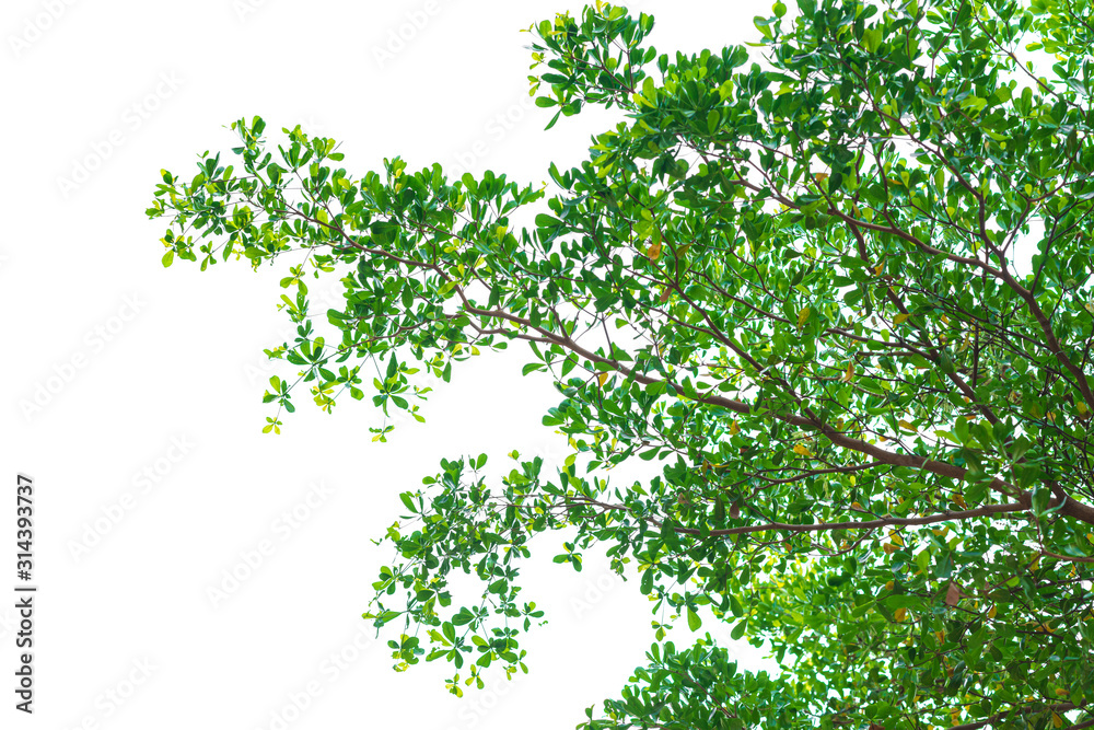 Green leaves on white