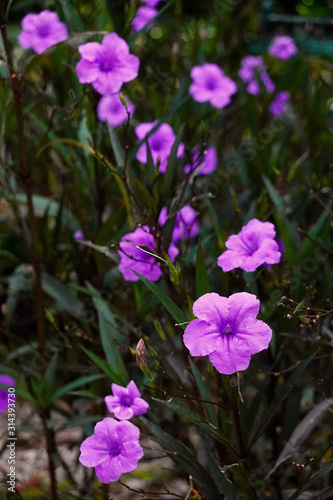 purple flower in the nature for background