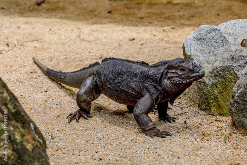 Big lizard iguana walking around in her zoo home  Singapore