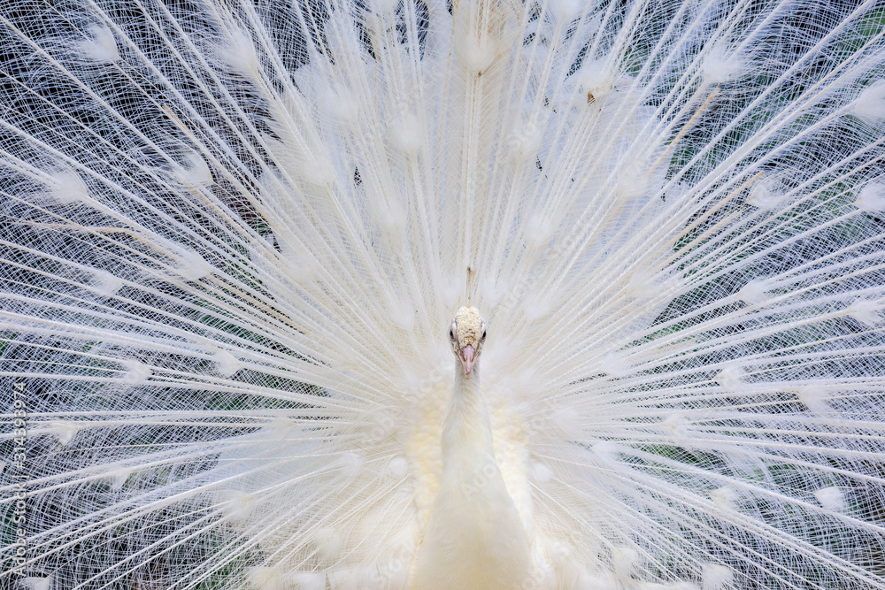 Close up view of white albino Peacock bird