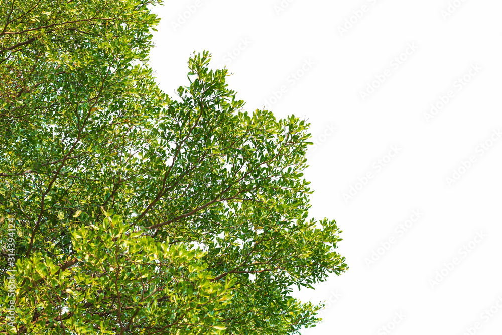 Green leaves on white background Green leaves on white background