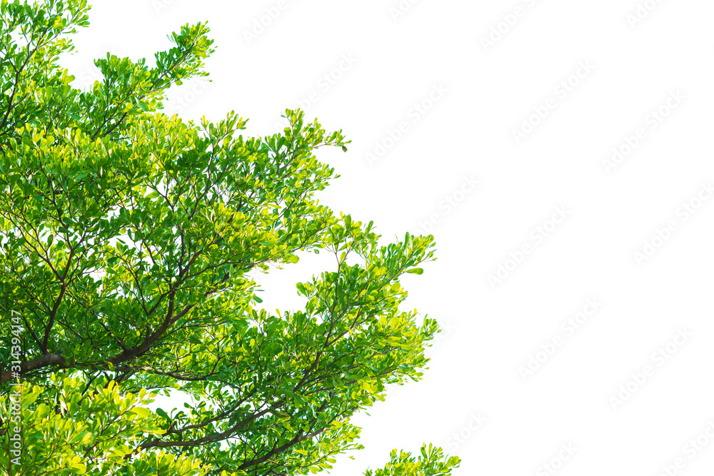 Green leaves on white background Green leaves on white background