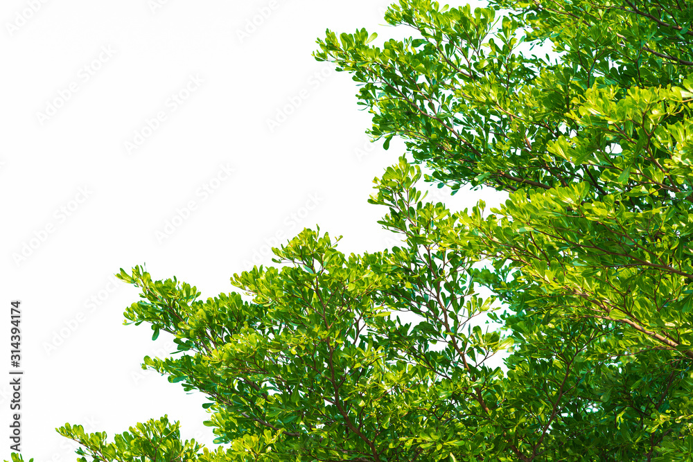 Green leaves on white background Green leaves on white background