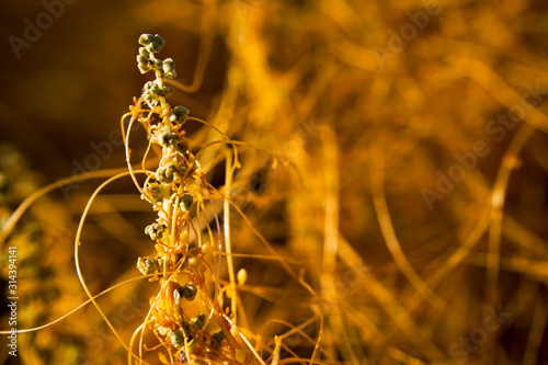 Foto Dodder - a parasite that lives on plants - This variety lives only in Death Vall