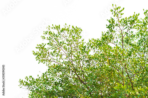 Green leaves on white background © TJmedia