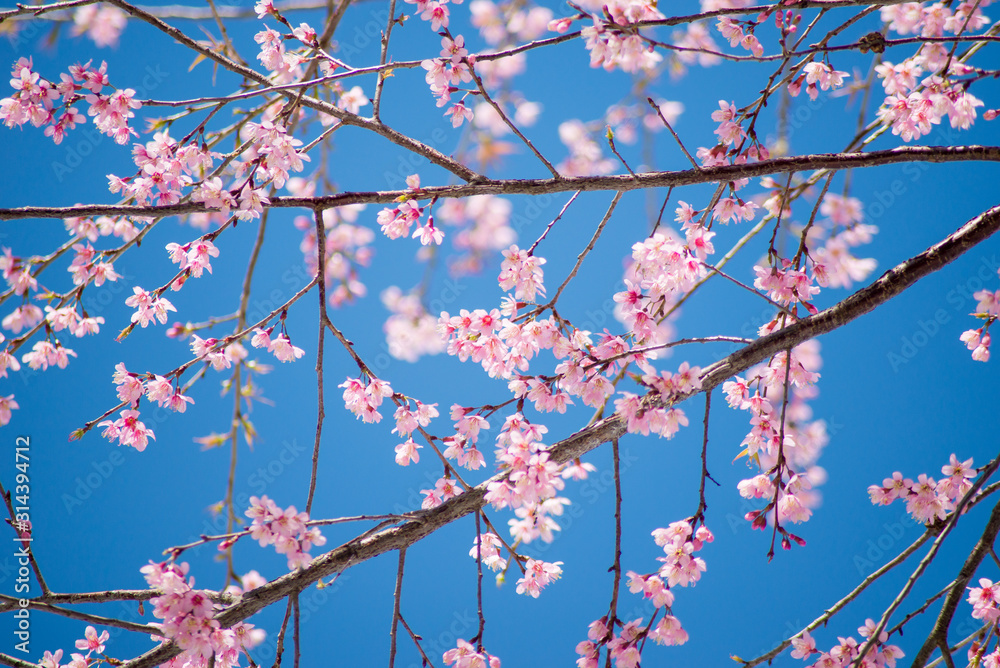 Beautiful cherry blossom.Nature concept background Beautiful cherry blossom.Nature concept background