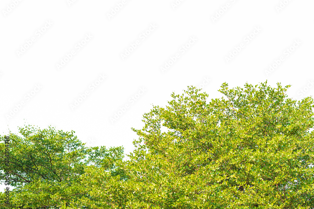 Green leaves on white background Green leaves on white background