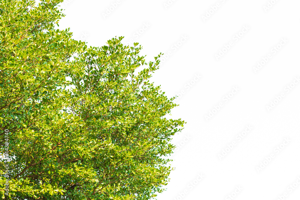 Obraz premium Green leaves on white background