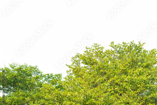Green leaves on white background