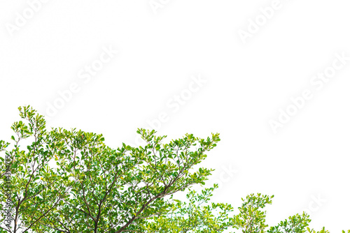 Green leaves on white background
