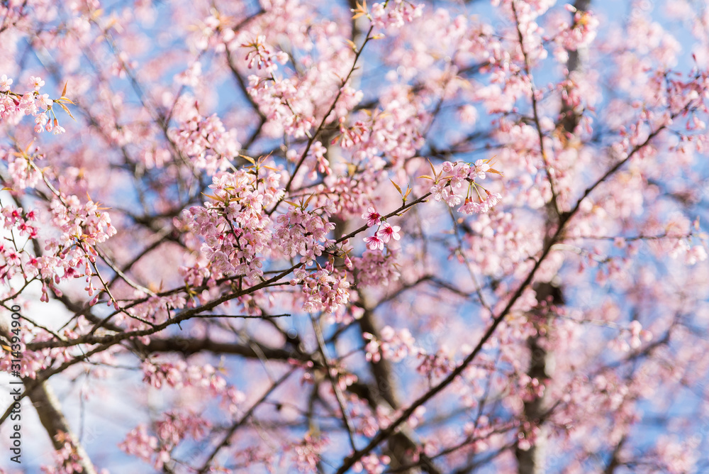 Beautiful cherry blossom.