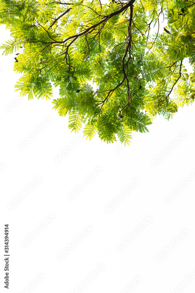 Green leaves on white background Green leaves on white background