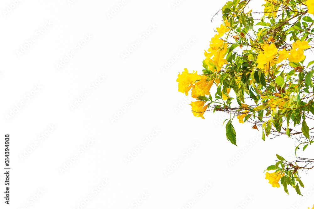 Green leaves on white background Green leaves on white background