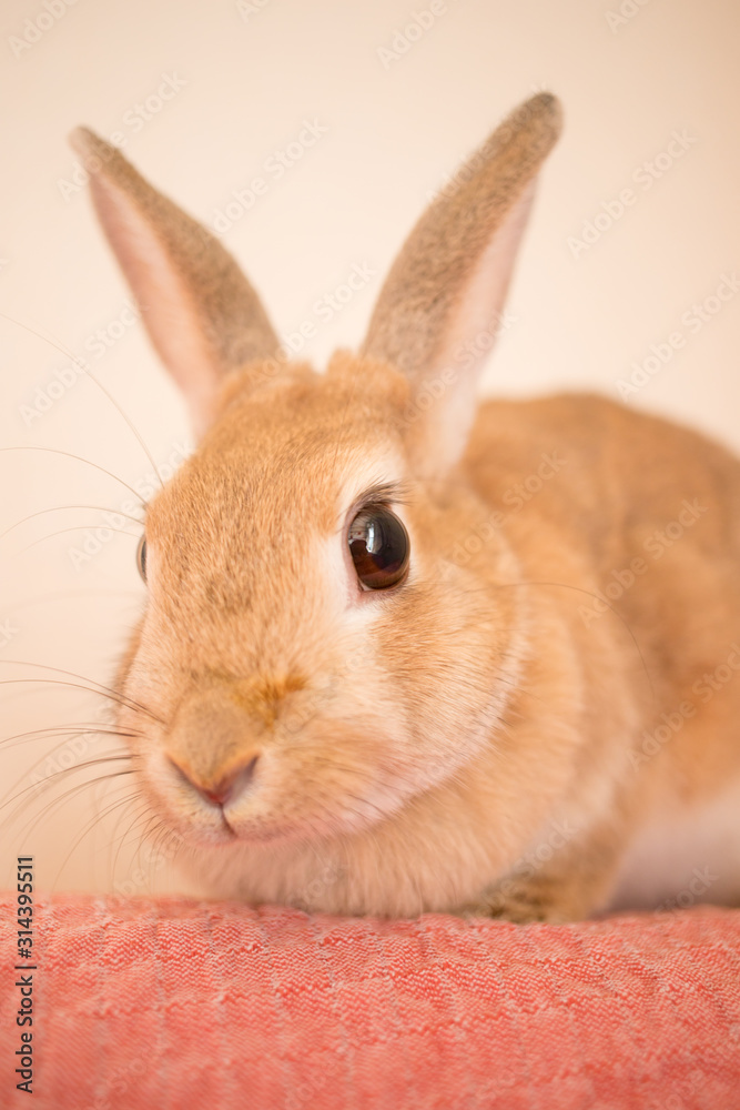 Fototapeta premium 屋内で飼育している可愛い兎