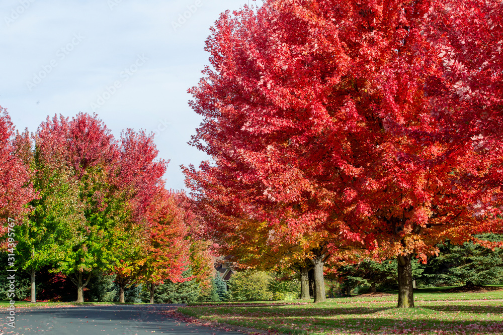 Trees turning from green to bright red on the neighborhood road