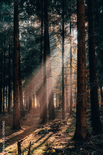 Autumn morning golden sunlight shines through deep forests in L  neburg Heide woodland in Germany