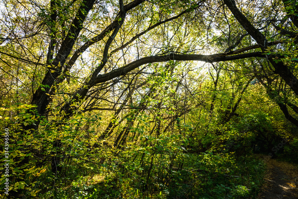 Fototapeta premium Beautiful autumn forest in the morning sunlight. Selective focus. Shallow depth of field.