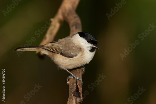 Marsh tit (Poecile palustris)