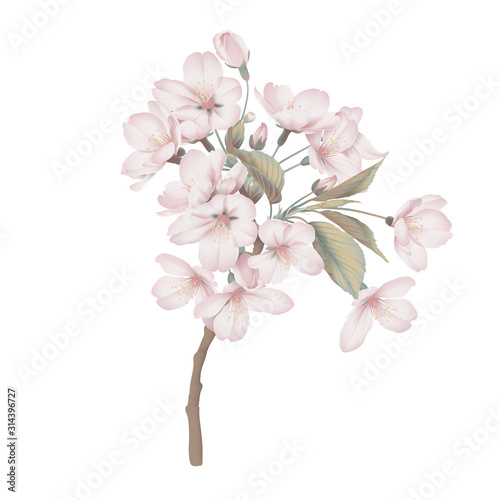 Pink Somei Yoshino sakura flowers with leaves on branch