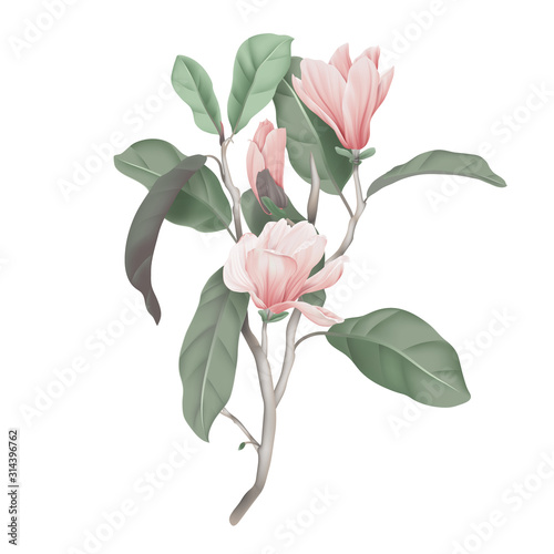 Pink magnolia flowers with leaves on branch