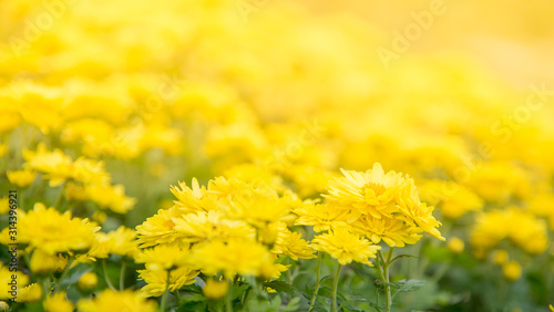 field of yellow dandelions nature concept background