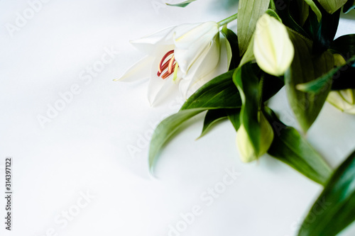 lily flower isolated on a white background. Saint Valentine s and engagement concept.