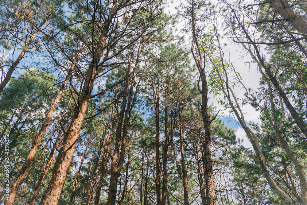 trees and blue sky trees and blue sky