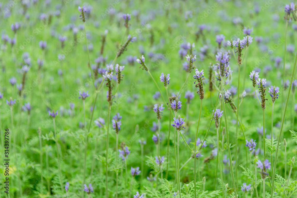 flowers in garden nature concept background flowers in garden nature concept background