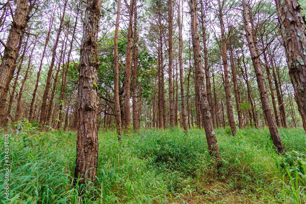 Obraz premium trees in the forest