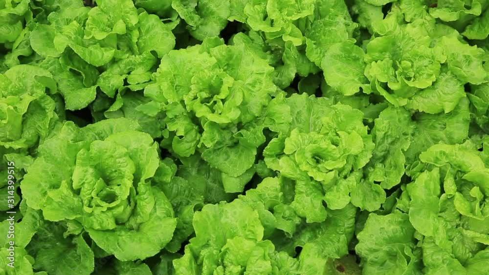 Green lettuce grow at vegetable garden Green lettuce grow at vegetable garden
