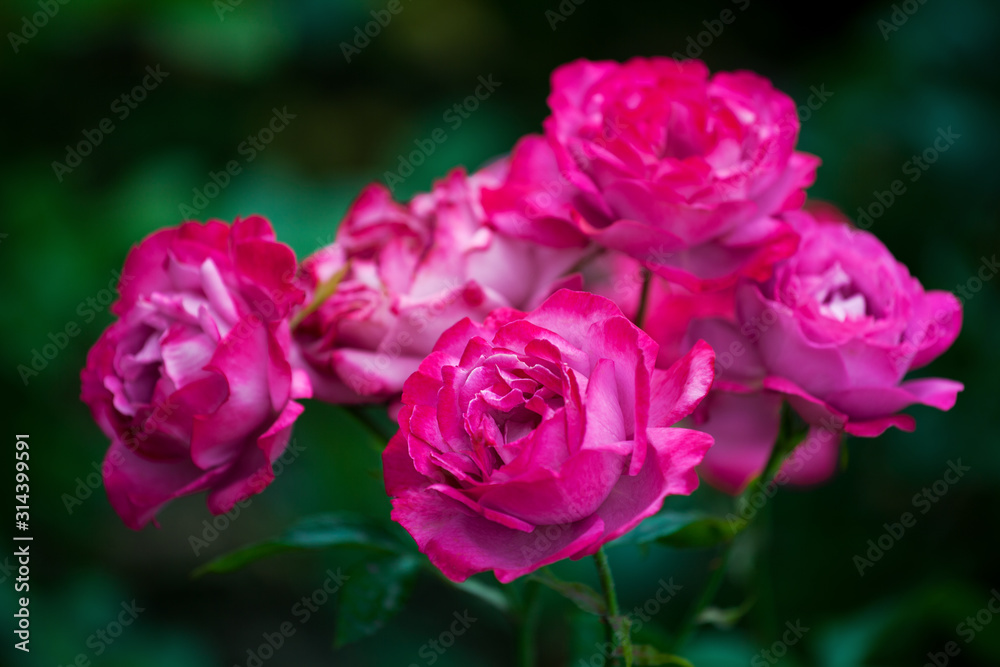 Pink roses blossom on green blurred background close up, beautiful red rose bunch macro, growing purple flowers in bloom on flowerbad, elegant floral arrangement, romantic holiday greeting card design Pink roses blossom on green blurred background close up, beautiful red rose bunch macro, growing purple flowers in bloom on flowerbad, elegant floral arrangement, romantic holiday greeting card design
