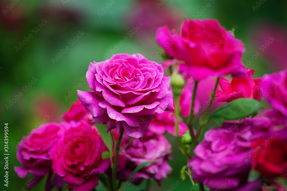 Pink roses blossom on green blurred background close up, beautiful red rose bunch macro, growing purple flowers in bloom on flowerbed, elegant floral arrangement, romantic holiday greeting card design Pink roses blossom on green blurred background close up, beautiful red rose bunch macro, growing purple flowers in bloom on flowerbed, elegant floral arrangement, romantic holiday greeting card design
