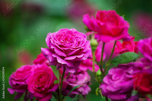 Pink roses blossom on green blurred background close up, beautiful red rose bunch macro, growing purple flowers in bloom on flowerbed, elegant floral arrangement, romantic holiday greeting card design