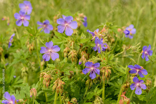 Geranium meadow in sunset light