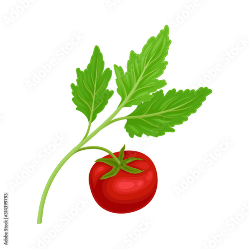 Fresh Ripe Red Tomato with Green Leaves, Vegan Organic Healthy Vegetable Vector Illustration