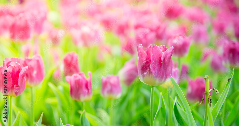 Tulip Flower in the garden