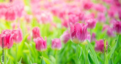 Tulip Flower in the garden