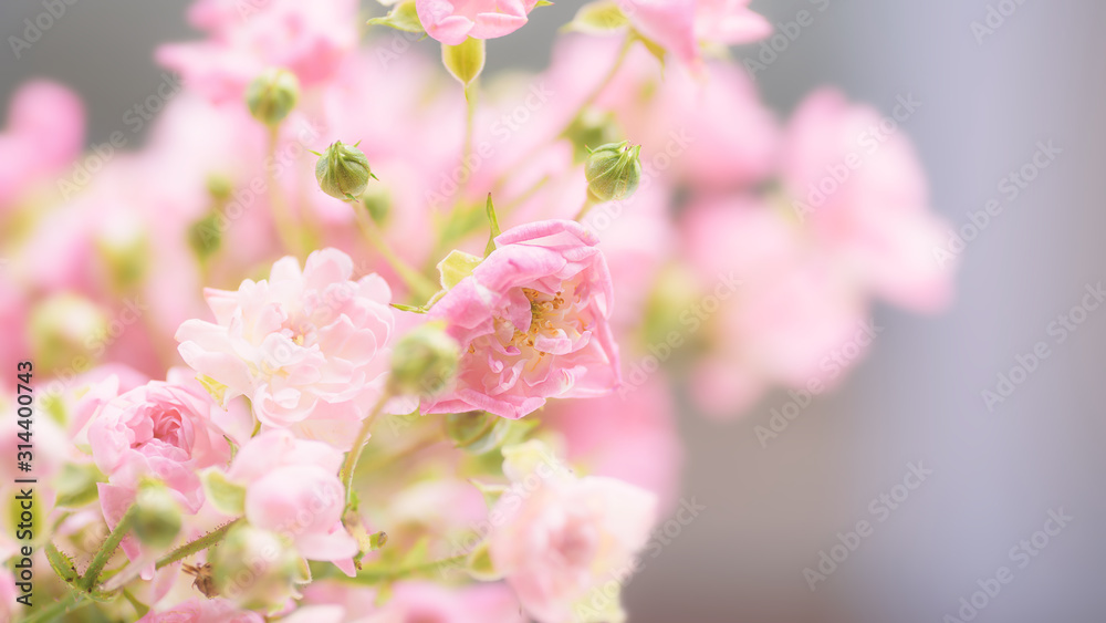 Beautiful pink roses flower blossom for background